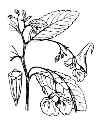 Balsam Balsam
