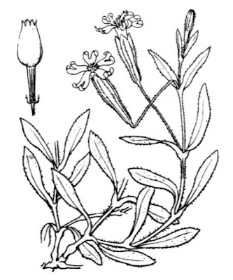 Valais Catchfly