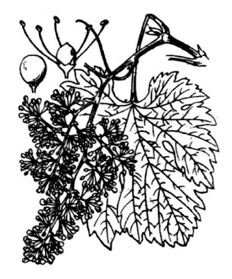 Echter Weinstock