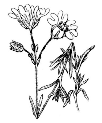 Cerastium boissierianum