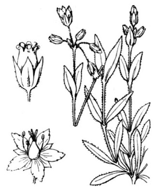 Estrelada