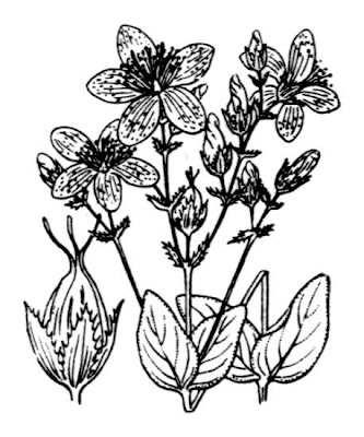 Erba di S.Giovanni Belleval