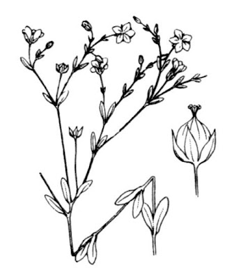 Fairy flax Fairy flax