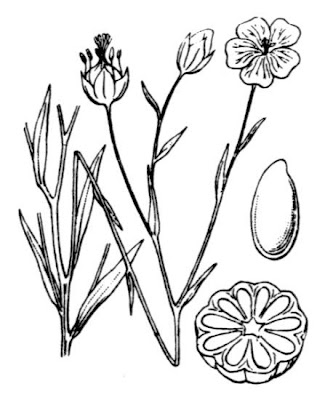 Cultivated flax Cultivated flax