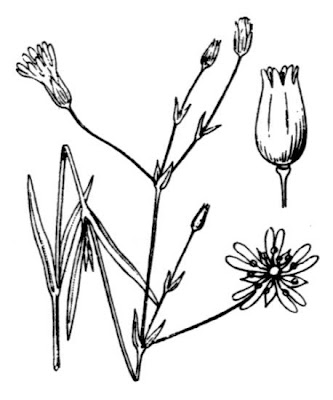 Centocchio delle paludi Centocchio delle paludi
