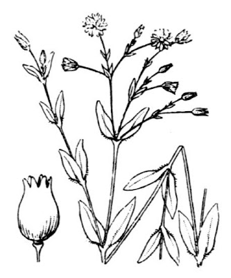 Bog starwort Bog starwort
