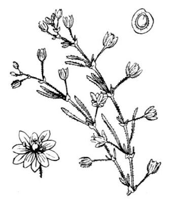 Salt sandspurry