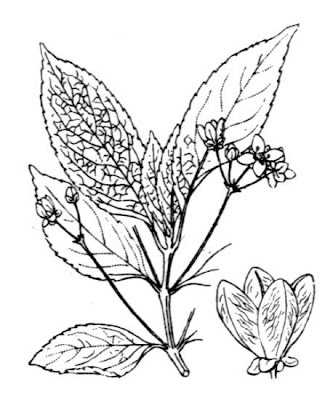 European spindletree