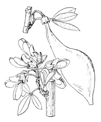 Carrubazzo Carrubazzo