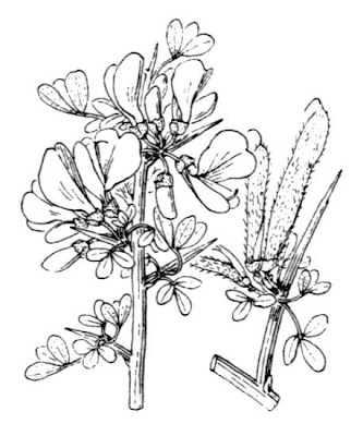 Hairy Thorny Broom