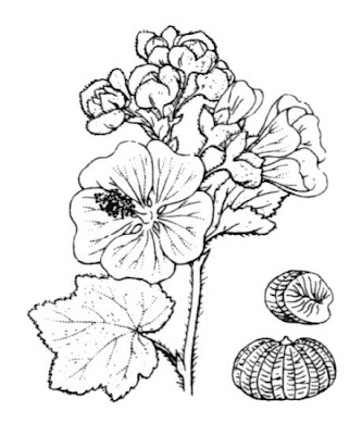 Baum-Malve Baum-Malve