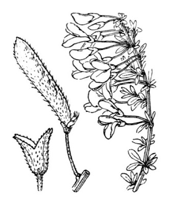 Citiso sdraiato
