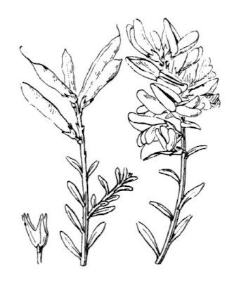 Dyer's broom Dyer's broom