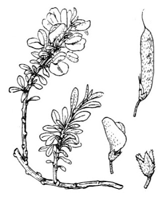 Ginestra tubercolosa Ginestra tubercolosa