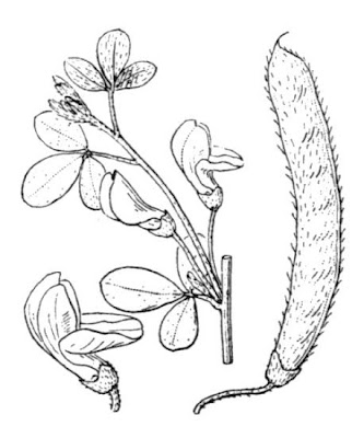 Citiso trifloro Citiso trifloro