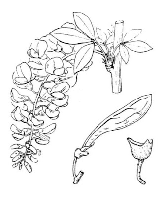 Laburnum anagyroides subsp. anagyroides