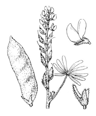 Narrow-leaf lupin