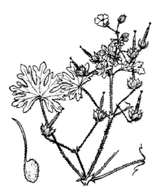 G�ranium � tiges gr�les