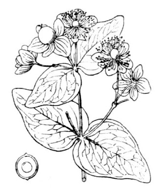 Hipéricum Hipéricum