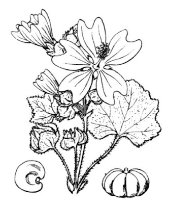 Cretan-hollyhock Cretan-hollyhock