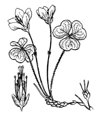 European wood-sorrel European wood-sorrel