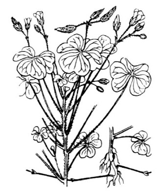 Europ�ischer Sauerklee