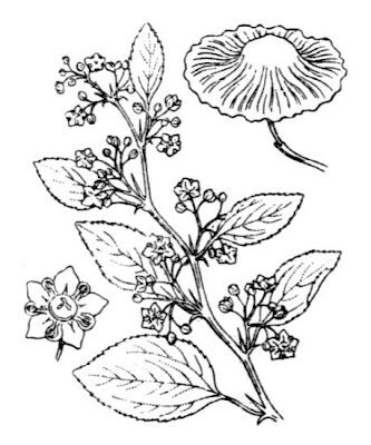 Paliurus spina-christi,
Cappellini,
Christ's-thorn,
Jerusalem Thorn,
Jeruselem thorn,
Marruca,
paliurus,
Soldini,
Spino-gatto