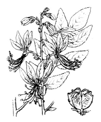 Herbe aux �clairs
