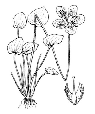 Alaska grass of Parnassus Alaska grass of Parnassus
