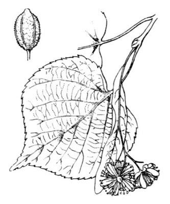 Common linden Common linden