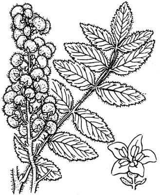 Rhus coriaria L.