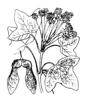 Acer monspessulanum L.