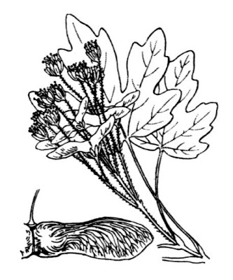 Field maple