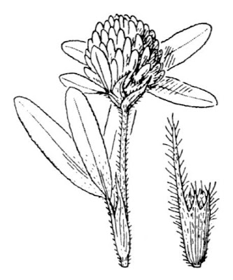 Owl-head clover
