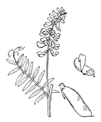 Cow vetch Cow vetch