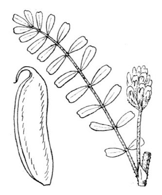 Astragalo spagnolo Astragalo spagnolo