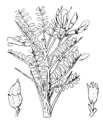 Astragalo dragante Astragalo dragante