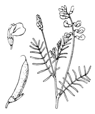 Astragalo austriaco Astragalo austriaco