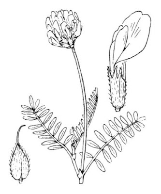 Astragalo danese