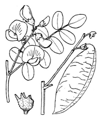 Bladder-senna Bladder-senna