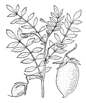 Garbanzo