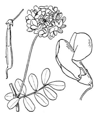 Cornetta coronata Cornetta coronata