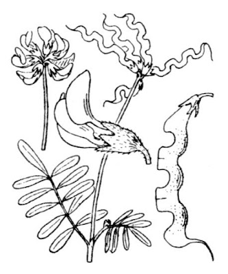Horseshoe-vetch
