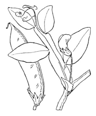 Cyprus-vetch