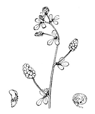 Erba medica lupulina