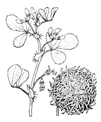 Erba medica cigliata