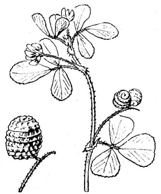 Erba medica tubercolata Erba medica tubercolata