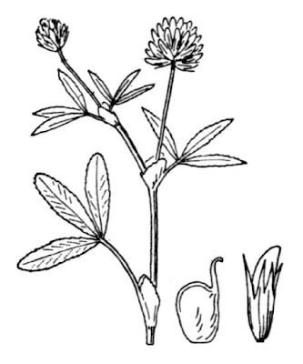Upright Clover Upright Clover