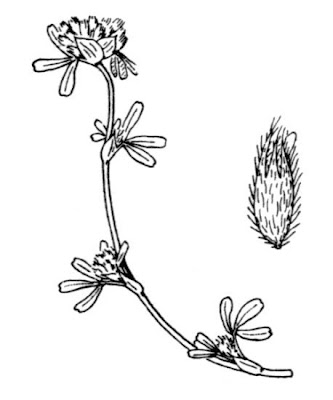 Trifoglio dei greti Trifoglio dei greti