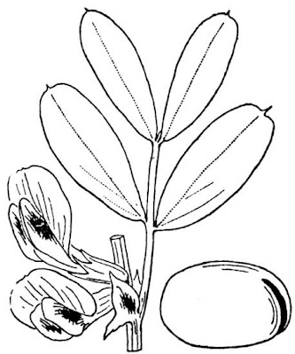 Bell-bean Bell-bean